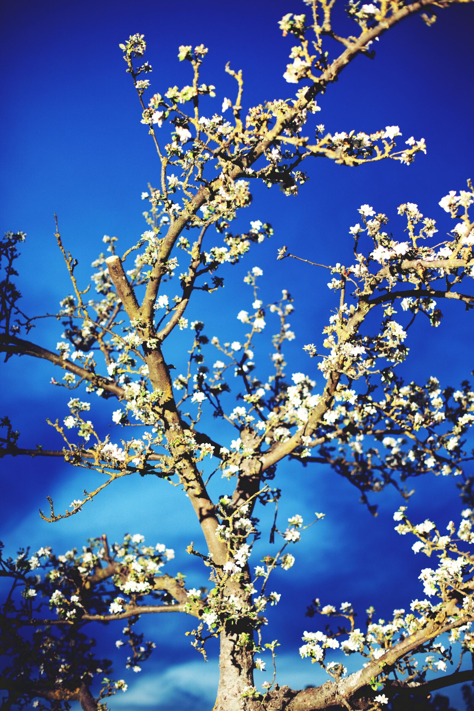 Canon EOS-1Ds Mark III sample photo. Tree, sky, blue photography