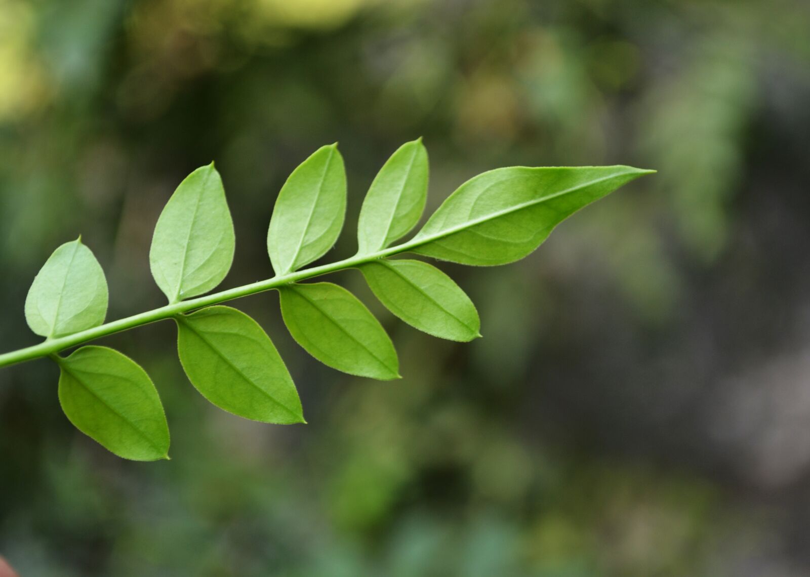 Nikon D3100 sample photo. Evergreen, garden, green, leaf photography