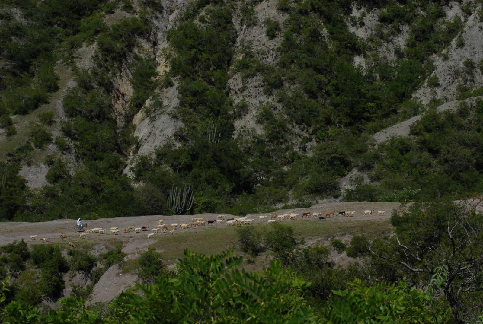 Nikon D200 sample photo. Goats, livestock photography