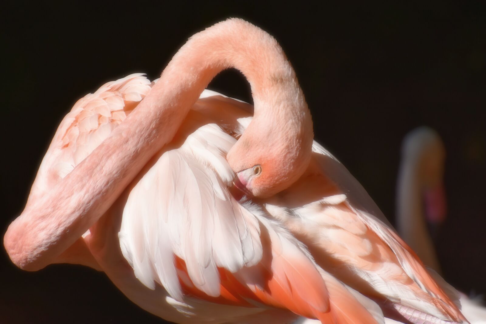 Nikon D7200 sample photo. Flamingo, bird, colorful photography
