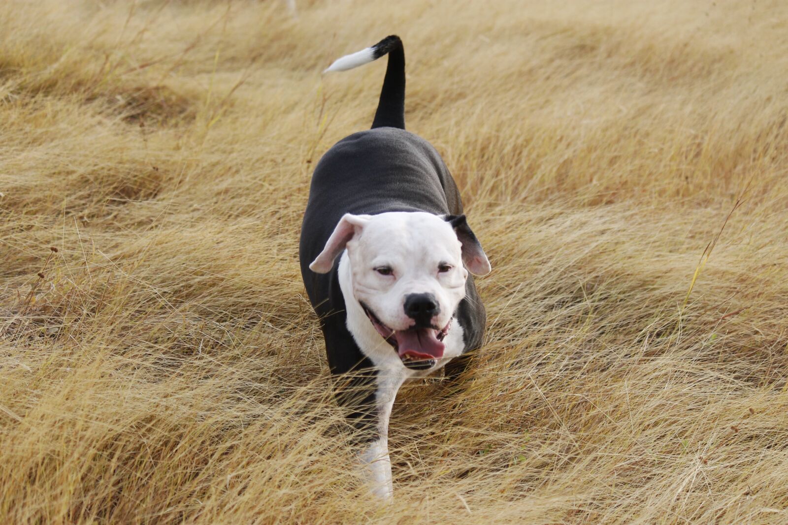 Canon EOS 1100D (EOS Rebel T3 / EOS Kiss X50) + Canon EF-S 55-250mm F4-5.6 IS sample photo. Pitbull, dog, pet photography