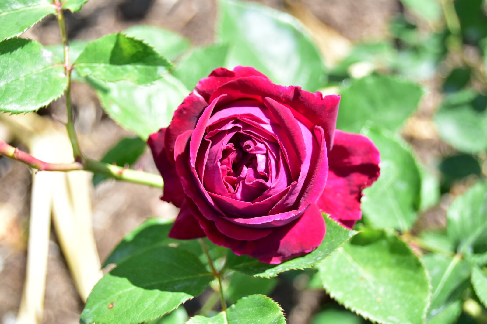 Nikon D5600 sample photo. Red rose, blossom, bloom photography