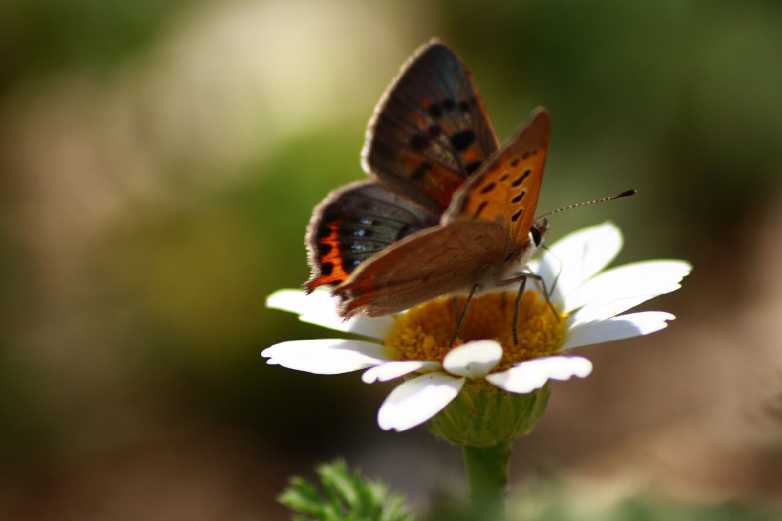 Canon EOS 450D (EOS Rebel XSi / EOS Kiss X2) sample photo. Butterfly, flower, nature photography
