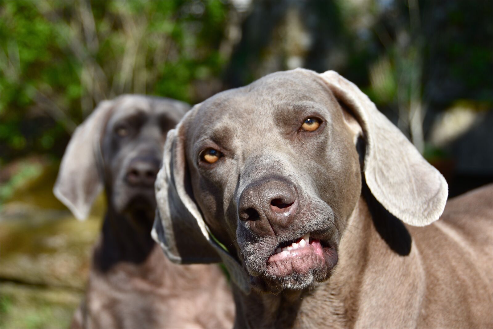 Nikon D5600 sample photo. Dog, weimaraner, smile photography