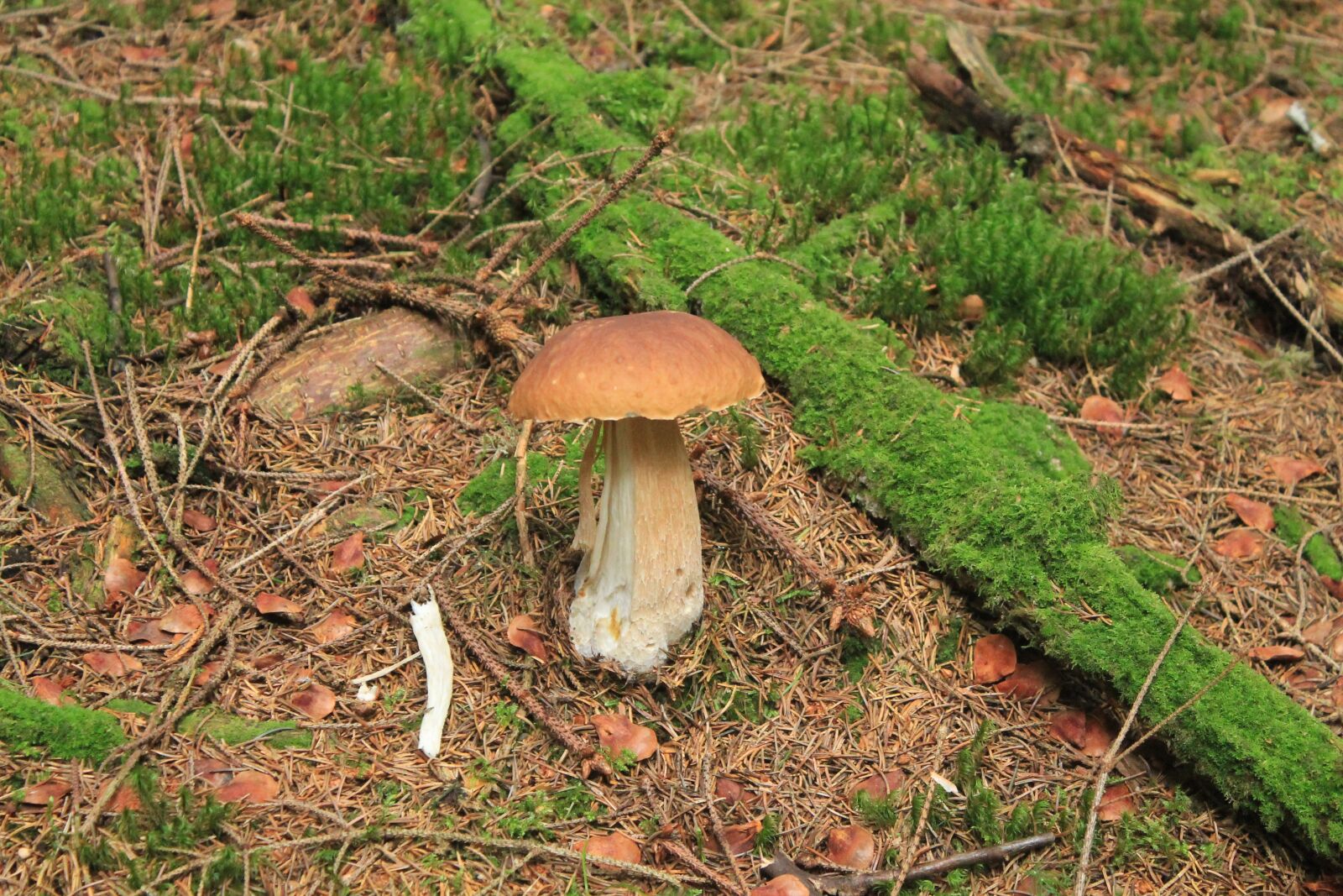 Canon EOS 1100D (EOS Rebel T3 / EOS Kiss X50) sample photo. Mushrooms, litter, moss photography