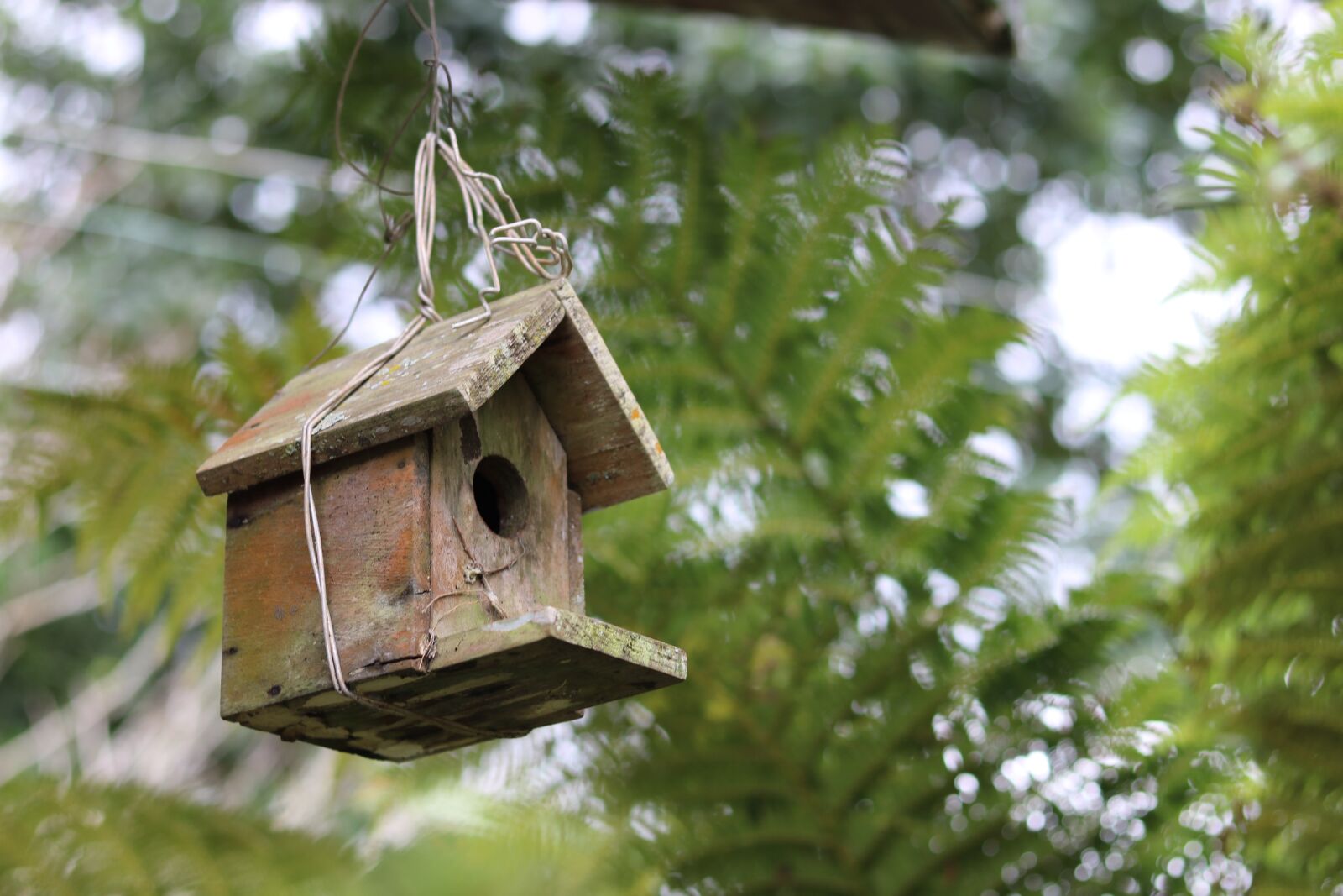 Canon EOS 750D (EOS Rebel T6i / EOS Kiss X8i) + Canon EF 50mm F1.8 STM sample photo. Wooden, bird house, nest photography