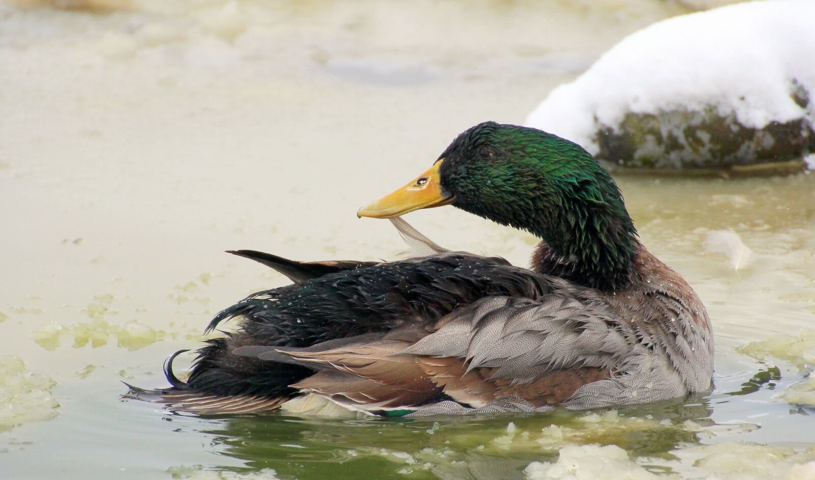 Canon EOS 650D (EOS Rebel T4i / EOS Kiss X6i) sample photo. Mallard, male, drake photography