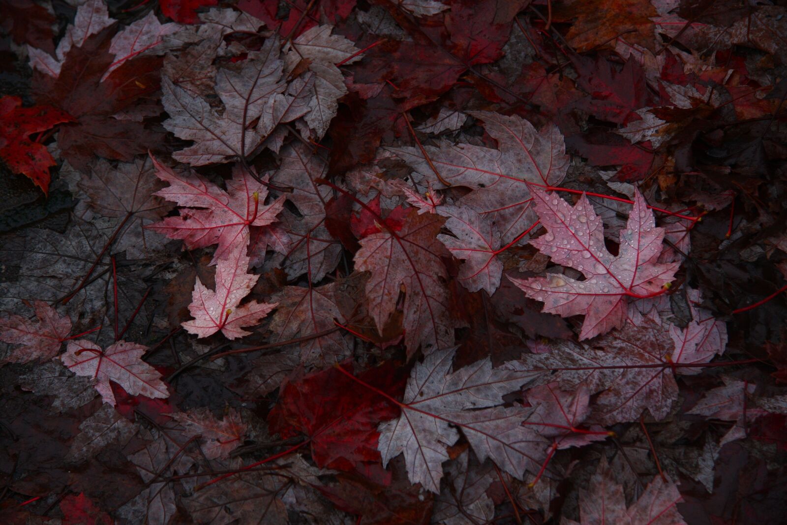 Canon EOS 40D sample photo. Fall, autumn, red photography