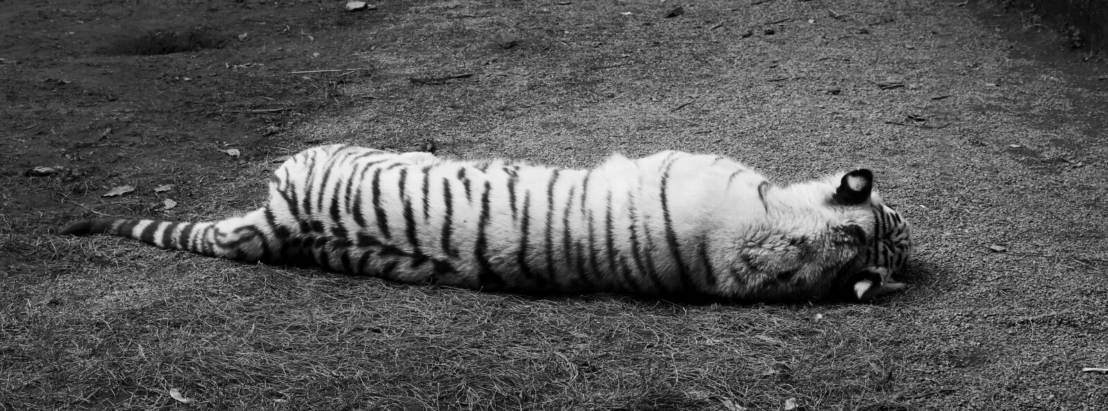 Canon EOS 100D (EOS Rebel SL1 / EOS Kiss X7) sample photo. White tiger, black and photography