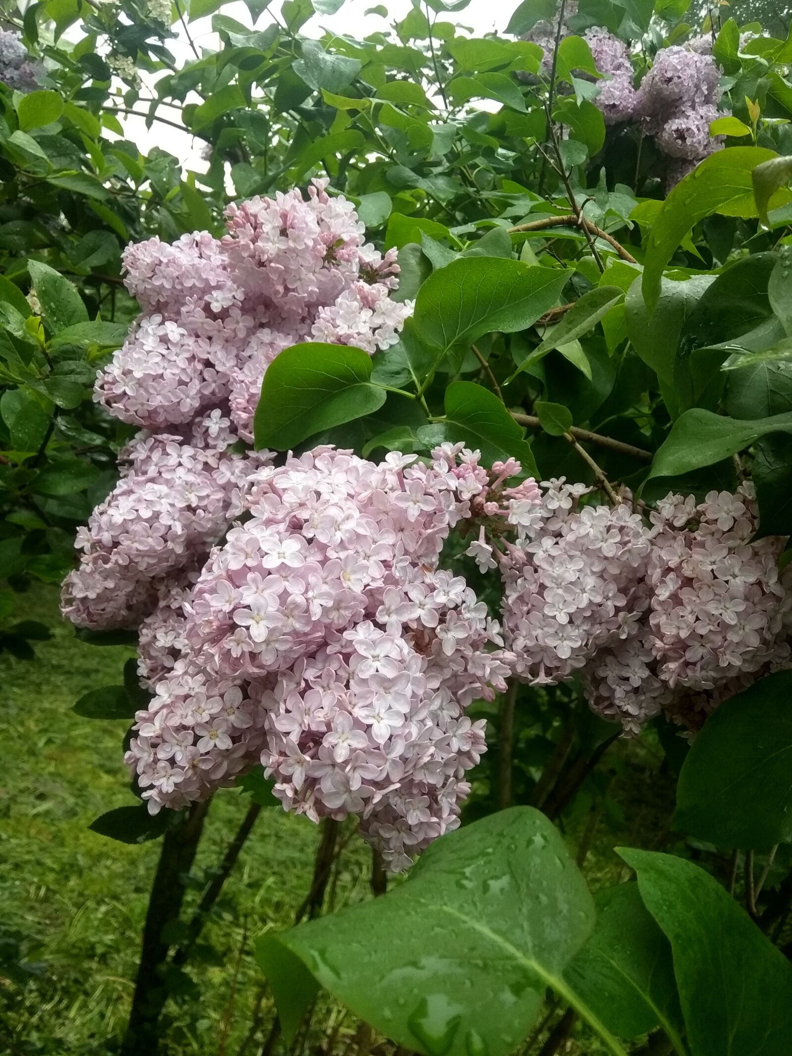 Xiaomi Redmi Note 5A sample photo. Lilac, flower, summer photography