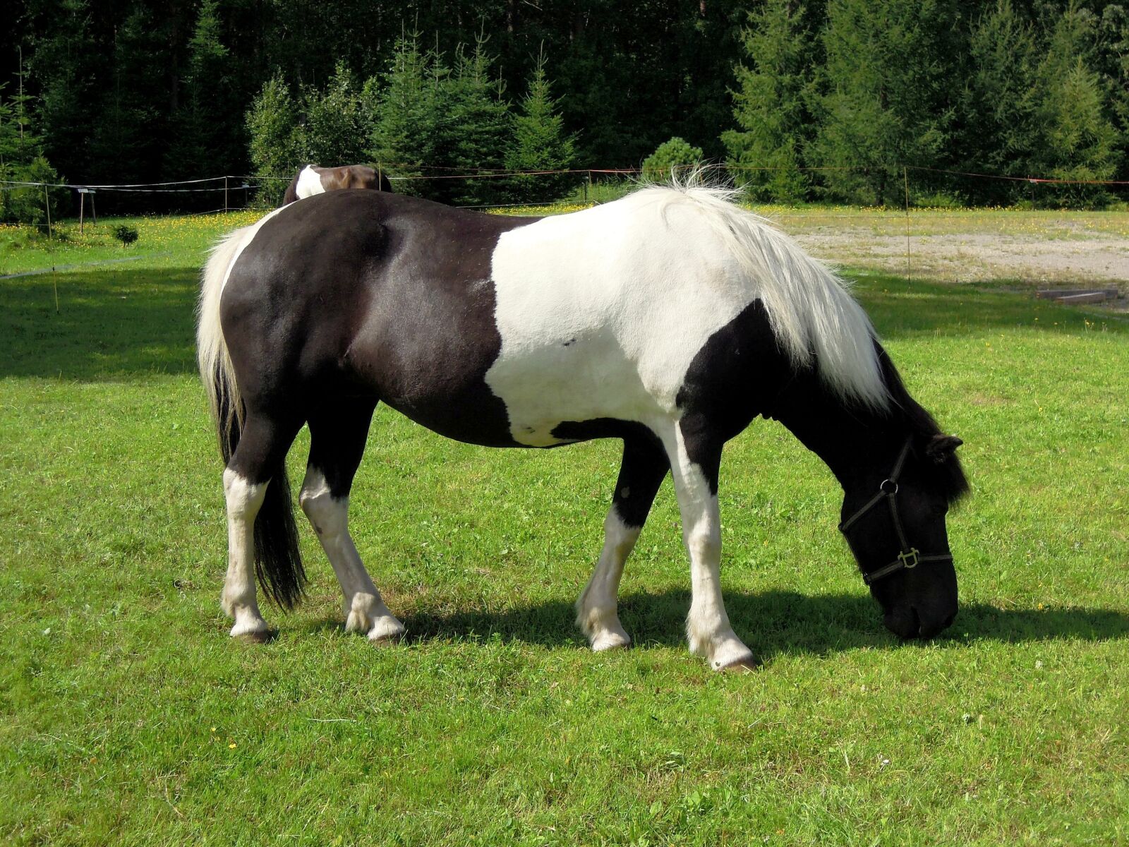 Nikon Coolpix P300 sample photo. Pony, horse, animal photography