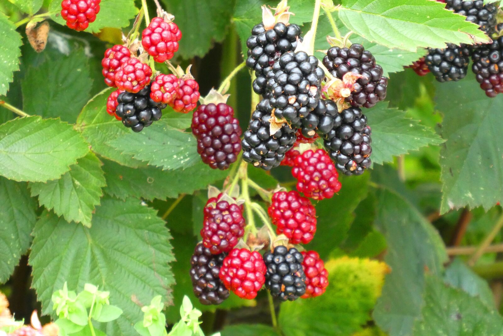 Panasonic Lumix DC-ZS70 (Lumix DC-TZ90) sample photo. Blackberries, mature, fruits photography