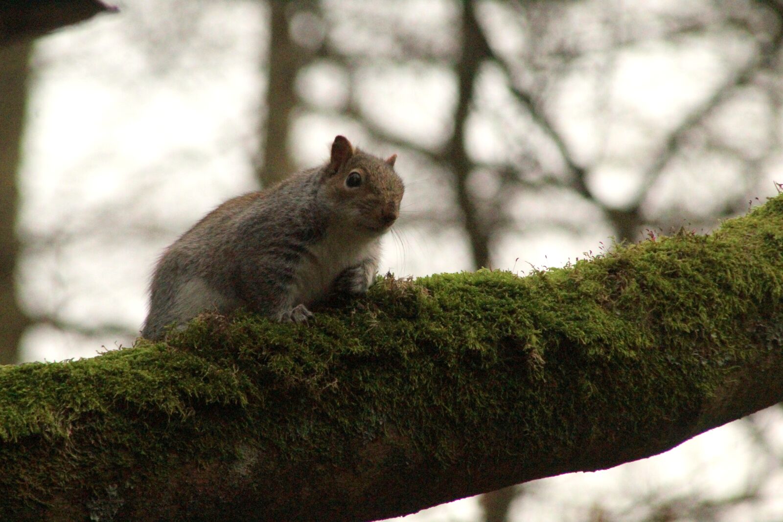 Canon EOS 4000D (EOS Rebel T100 / EOS 3000D) sample photo. Squirrel, tree, branch photography
