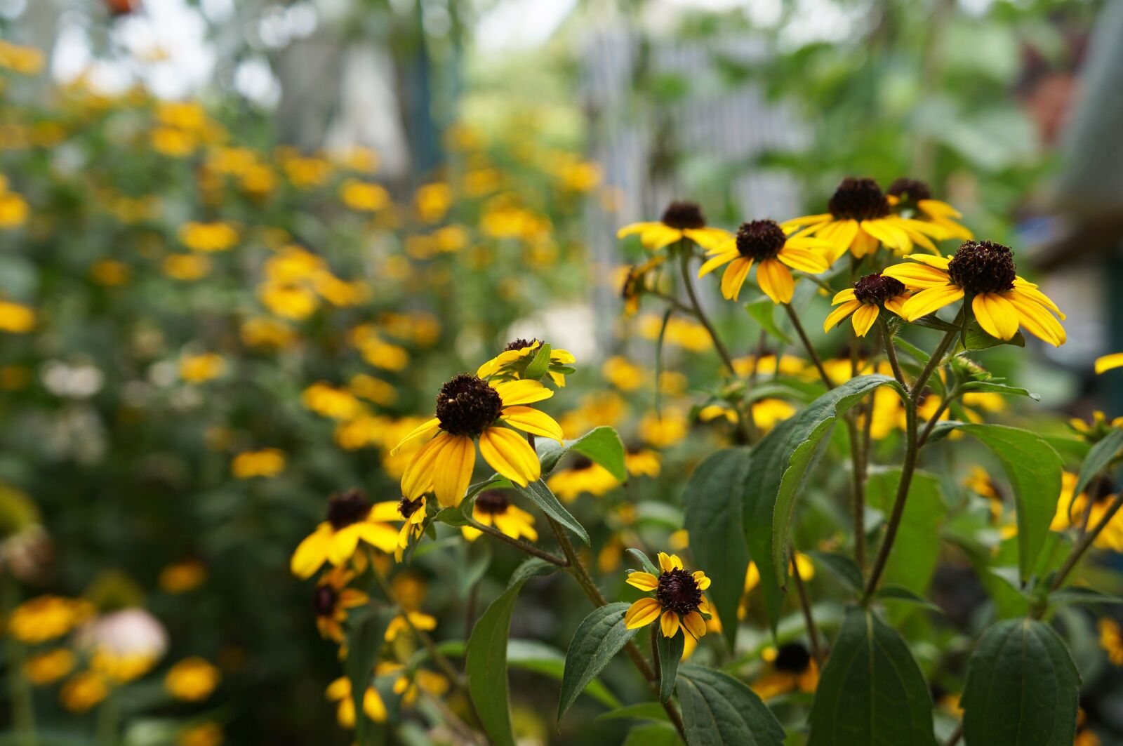 Sony Alpha NEX-F3 + Sony E 18-55mm F3.5-5.6 OSS sample photo. Flowers, dacha, yellow photography