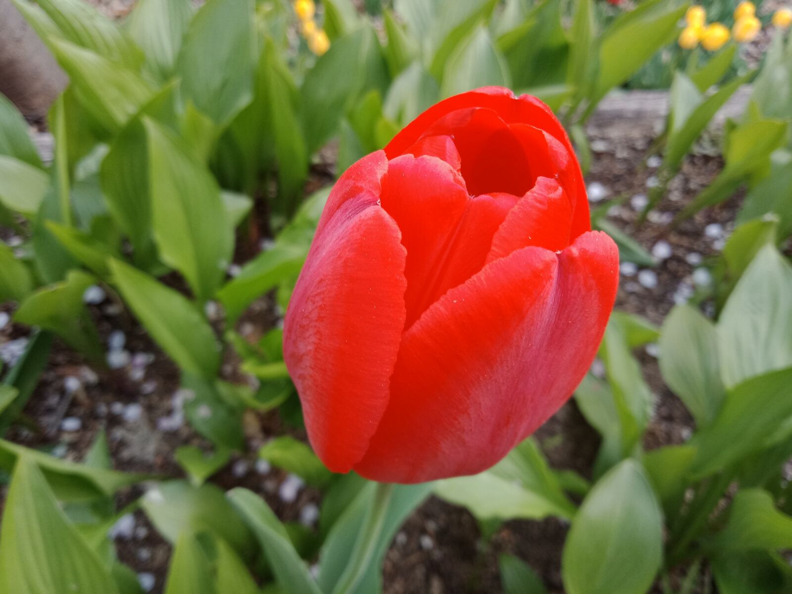 OPPO A83(2018) sample photo. Red, tulip, flowers photography