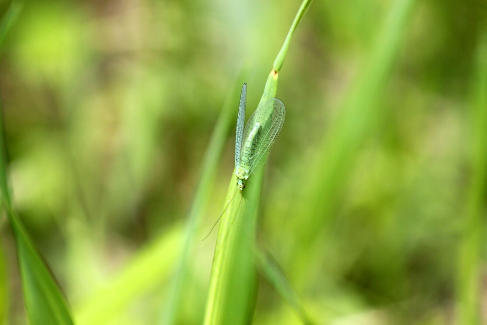 Canon EOS 650D (EOS Rebel T4i / EOS Kiss X6i) sample photo. Zlatovlaska, plennitsa, insect photography