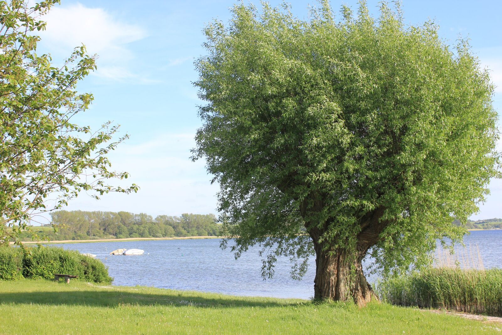 Canon EOS 550D (EOS Rebel T2i / EOS Kiss X4) sample photo. Summer, nature, landscape photography
