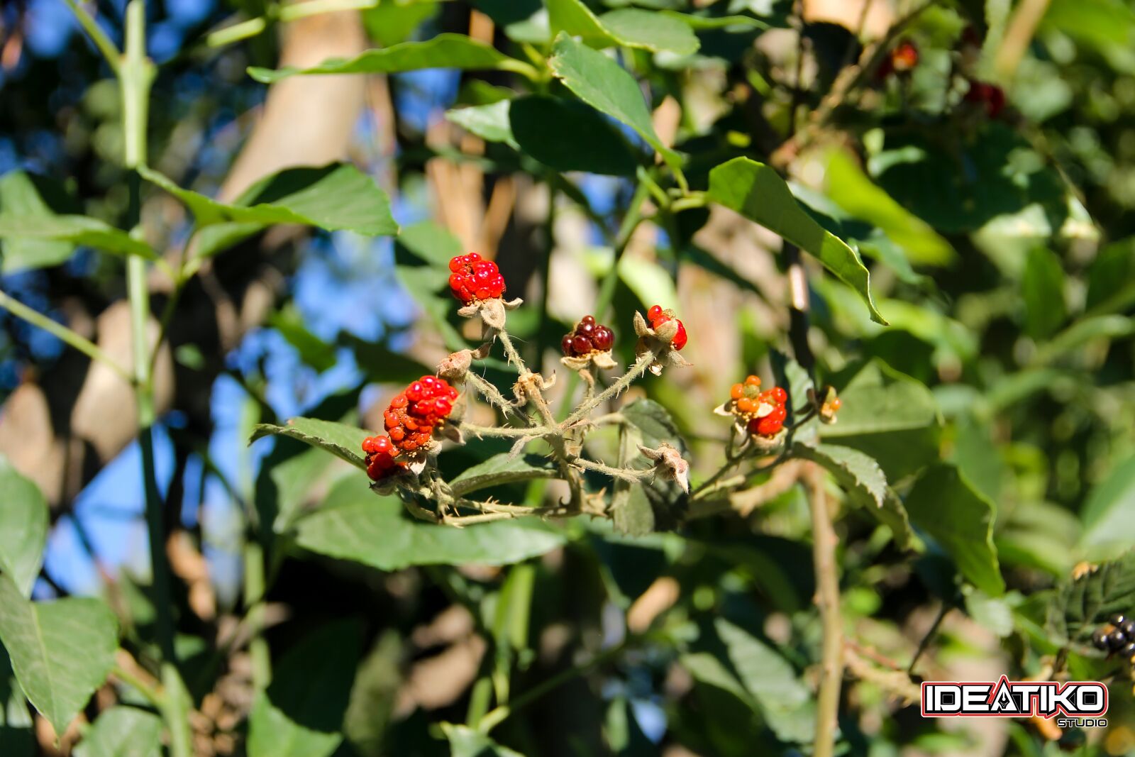 Canon EOS 1100D (EOS Rebel T3 / EOS Kiss X50) sample photo. Fruit, eat, blackberries photography