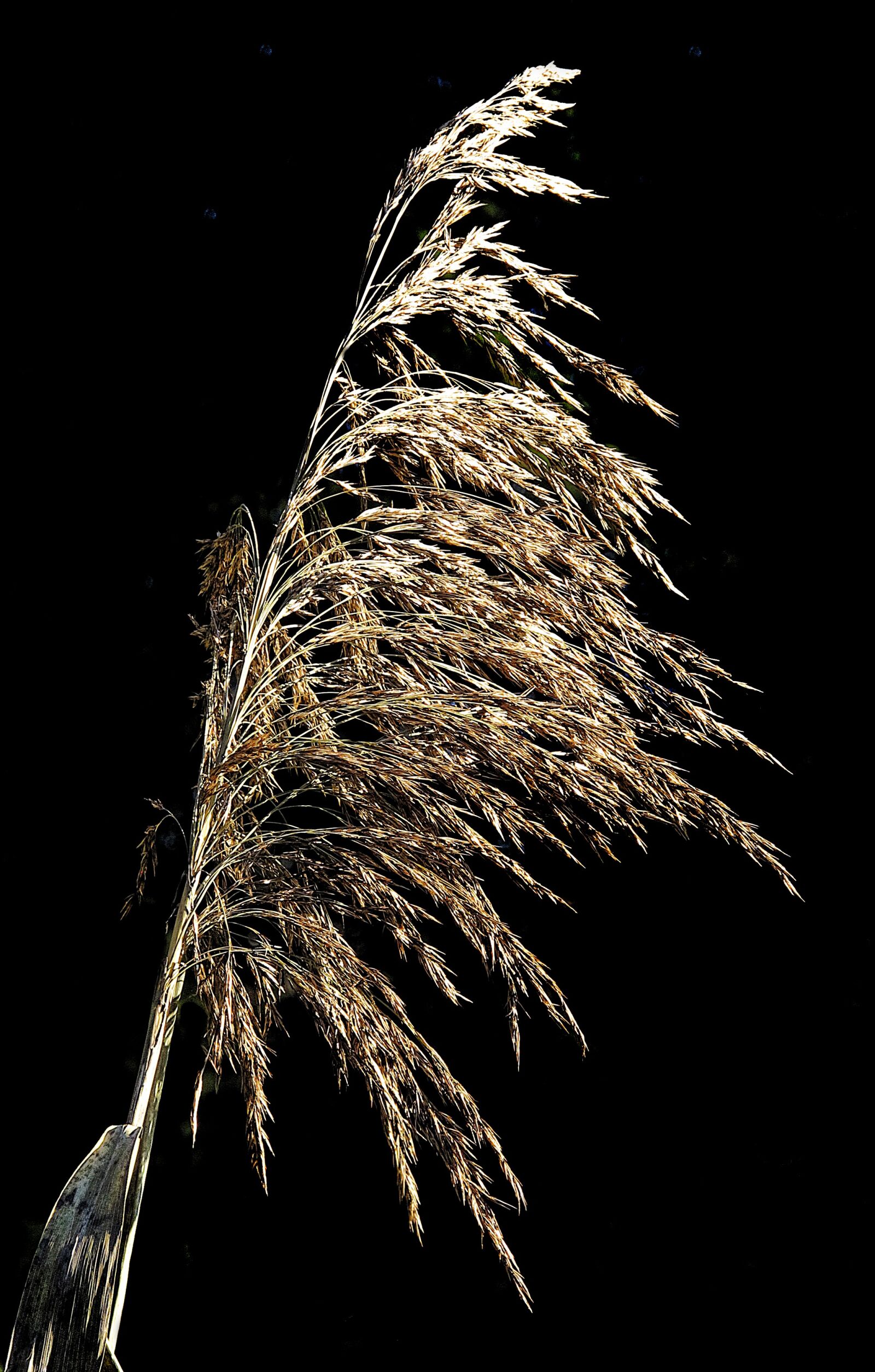 Canon PowerShot G12 sample photo. Reed, blade of grass photography