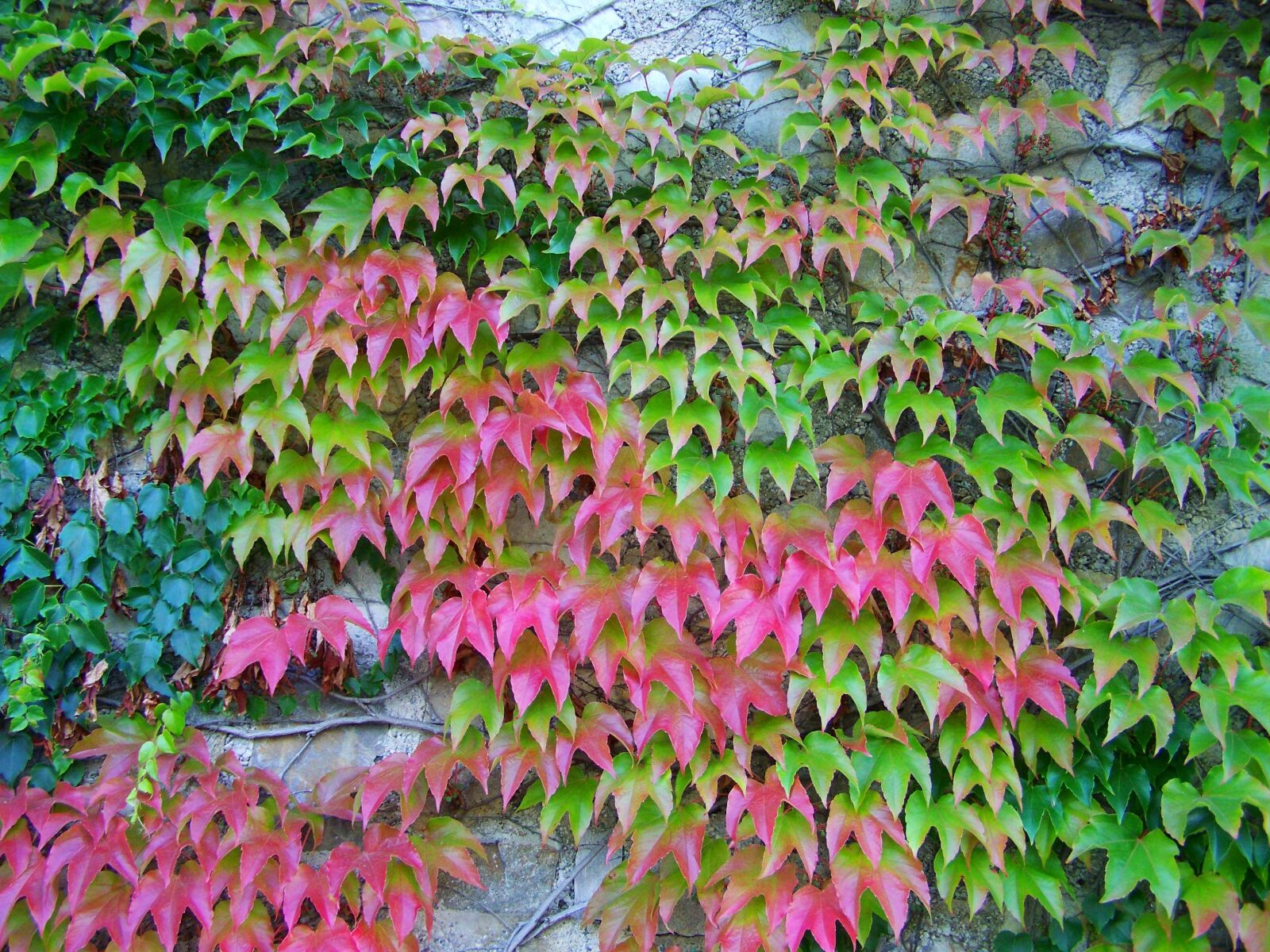 Kodak EASYSHARE ZD710 ZOOM DIGITAL CAMERA sample photo. Wild grapes, autumn colors photography