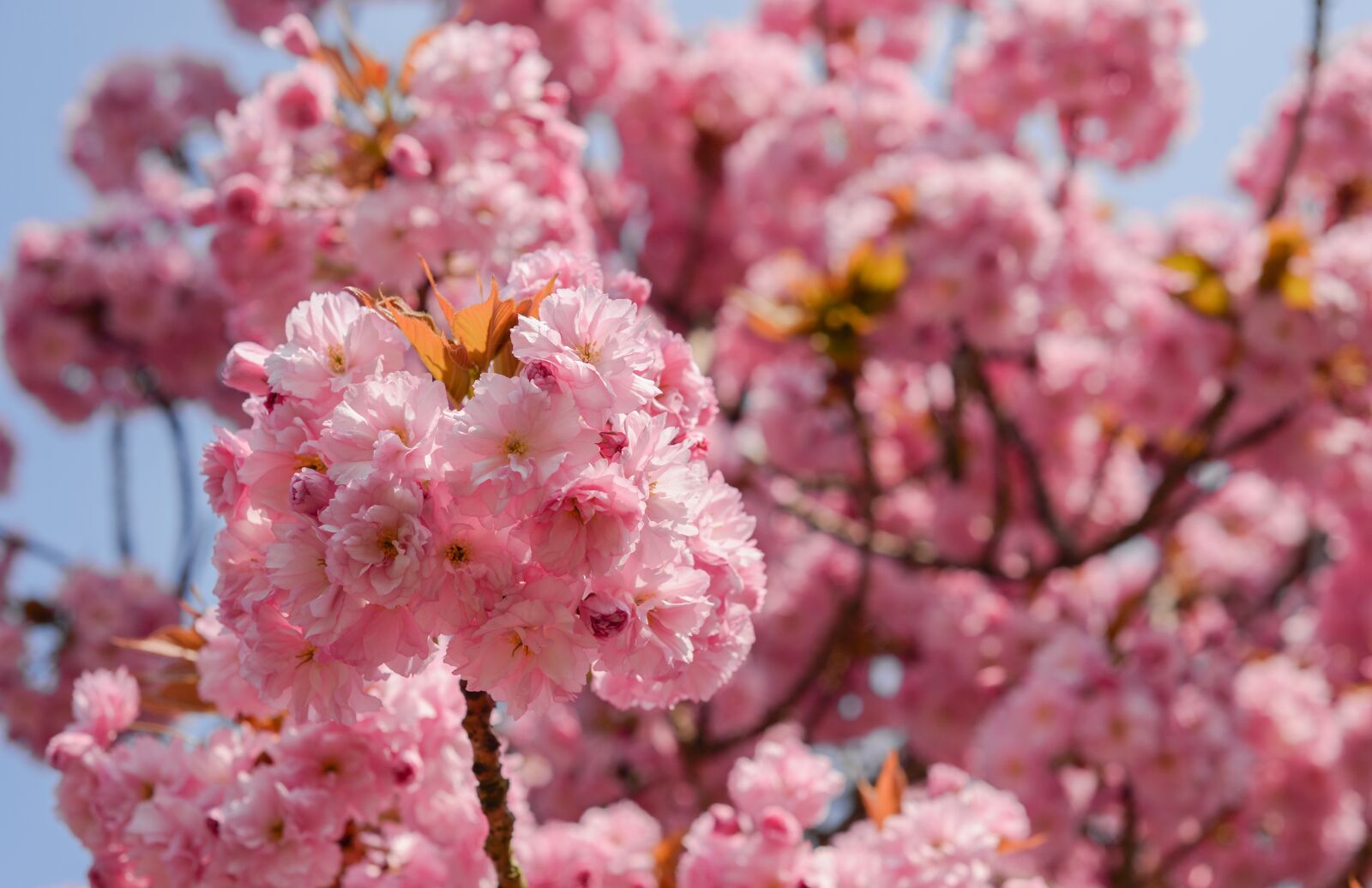 Nikon D610 sample photo. Flower, cherry, flora photography