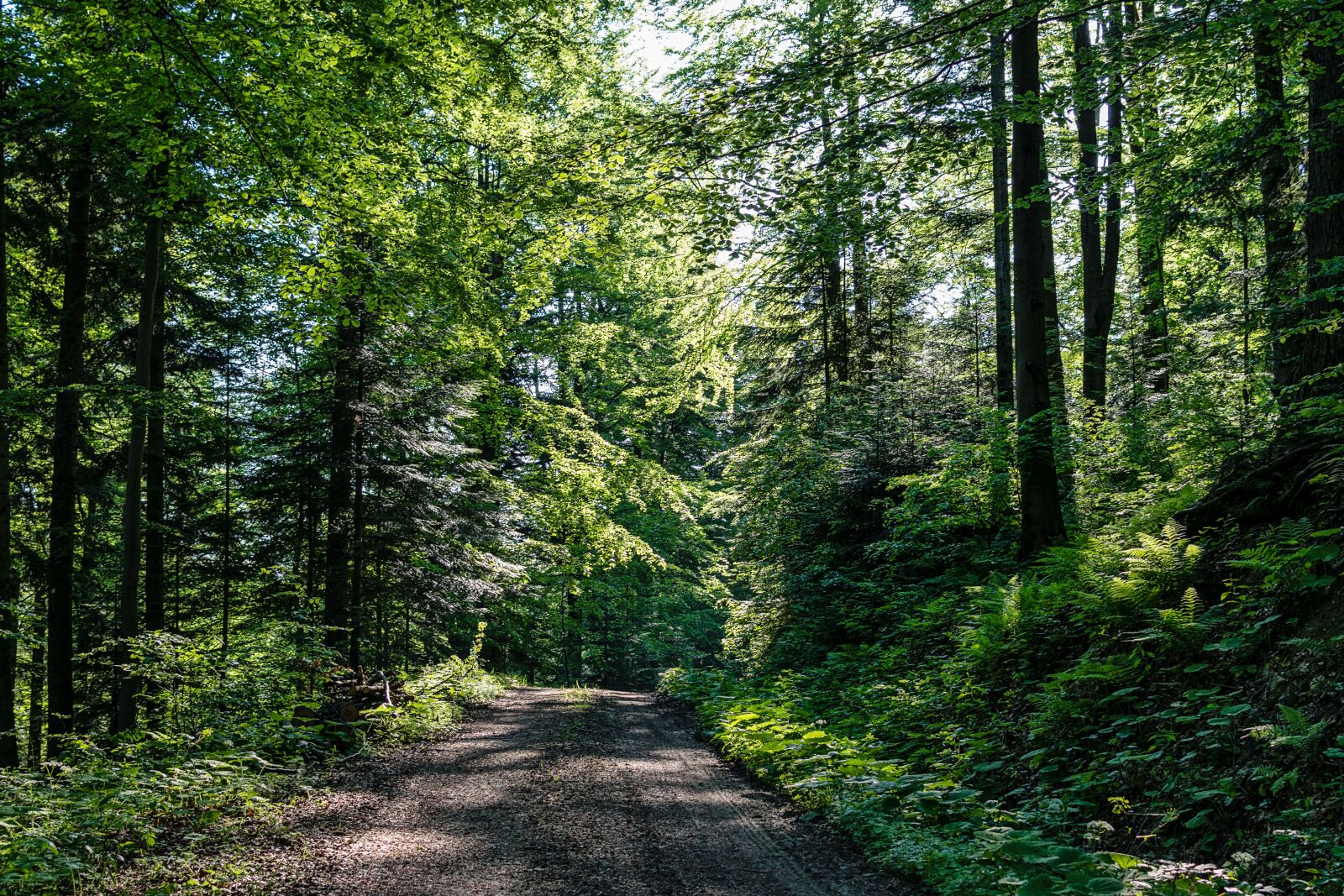 Nikon D5300 sample photo. Forest road, forest, tree photography