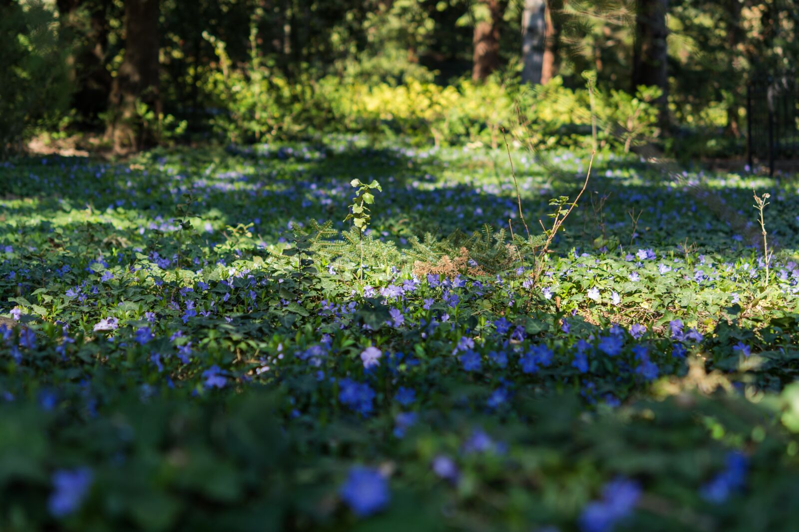 Nikon D7200 sample photo. Periwinkle, flower, purple photography