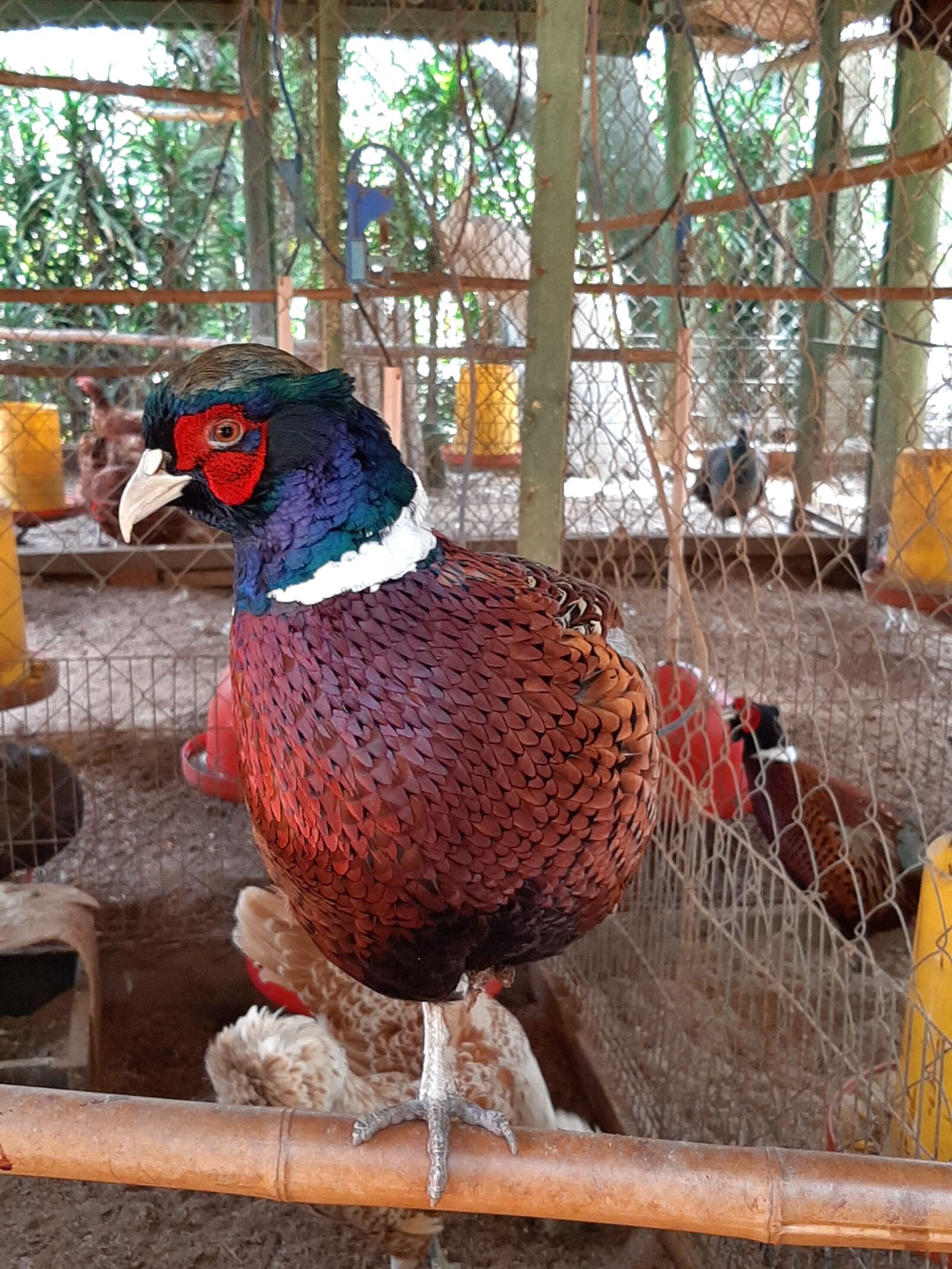 Samsung Galaxy A50 sample photo. Bird, chicken, beak photography