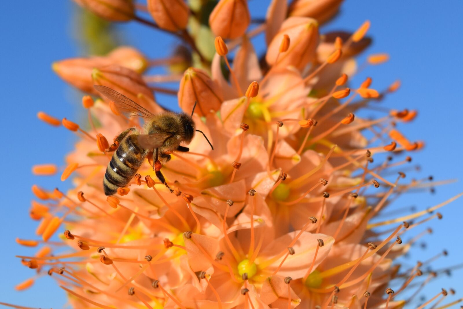 Nikon D3300 sample photo. Eremurus, steppe candle, desert photography