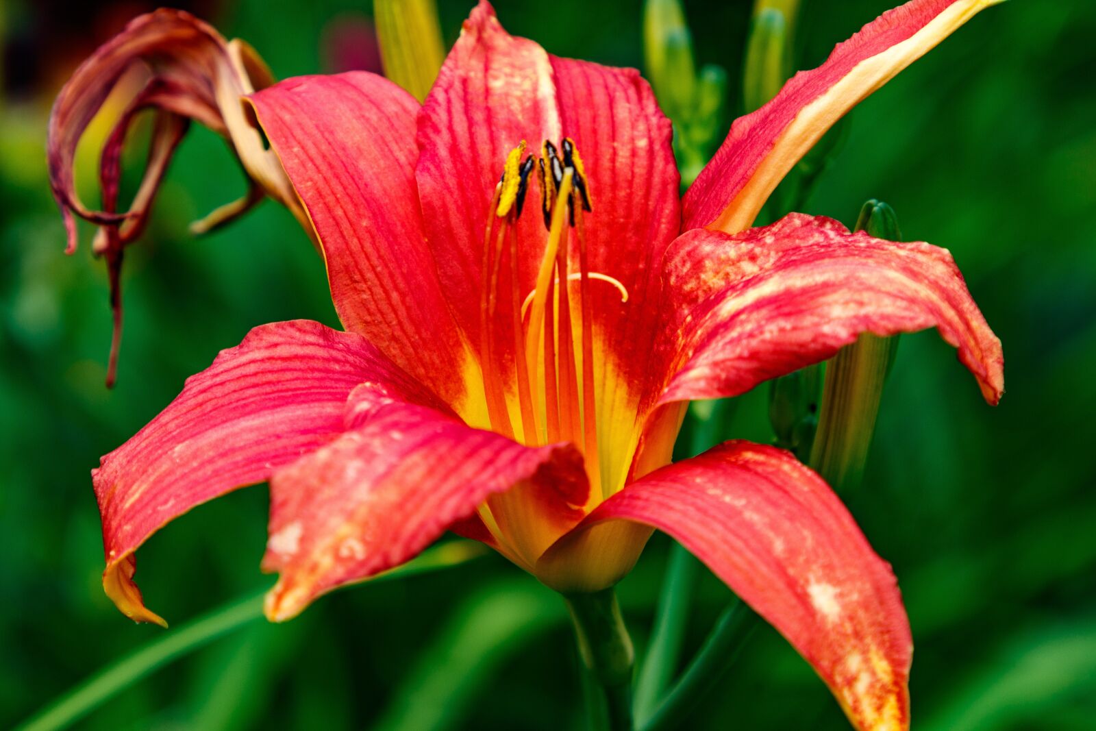 Canon EOS 80D + Canon EF 24-105mm F4L IS II USM sample photo. Day-lily, flower, petals photography