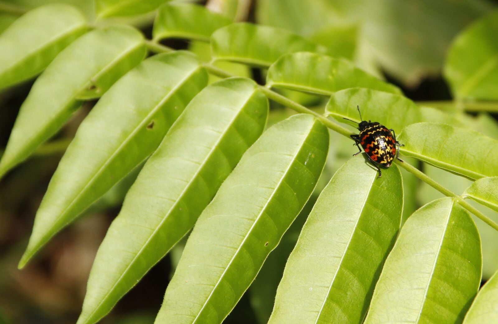 Canon EOS 7D sample photo. Ladybug, forest, insects photography