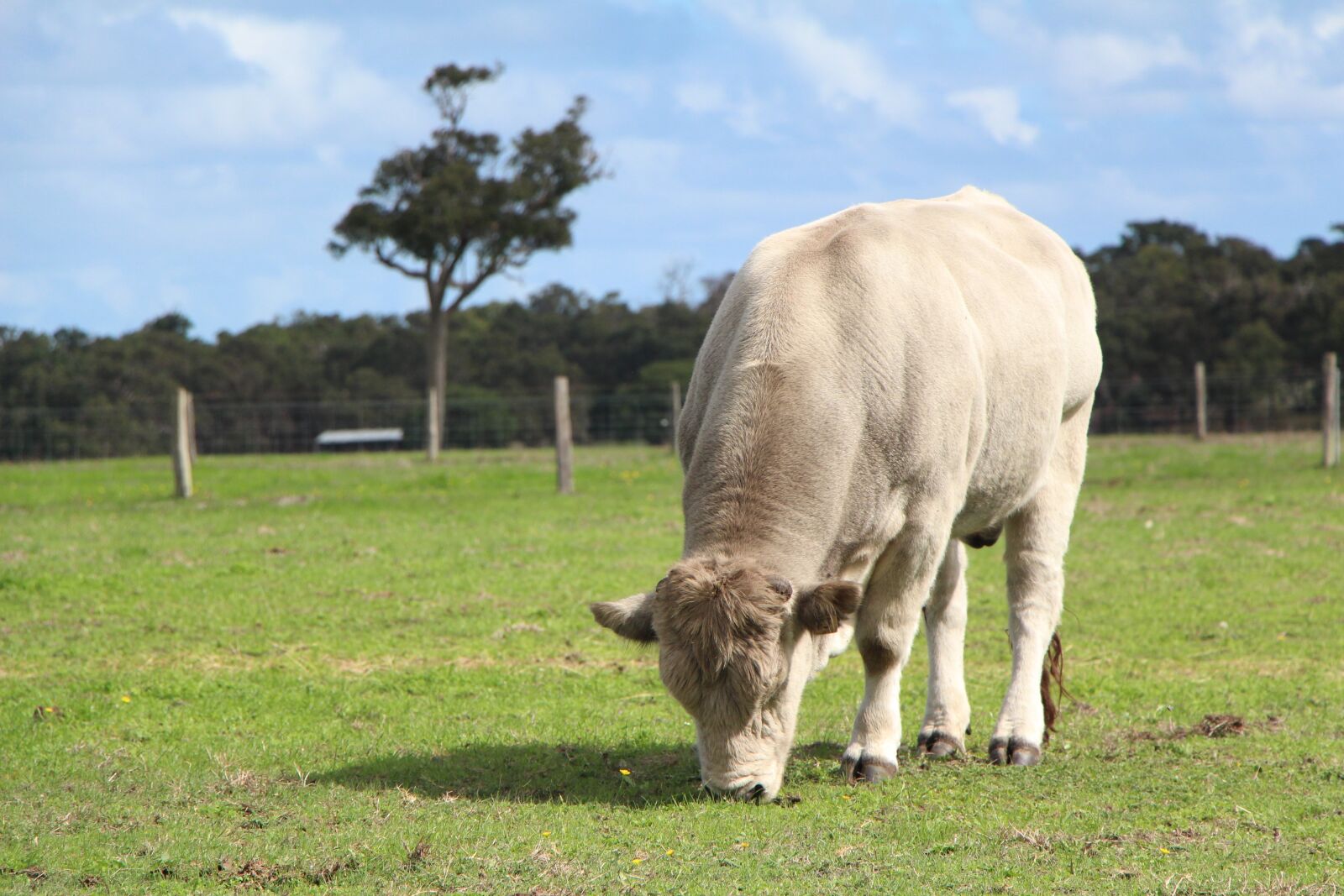 Canon EOS 650D (EOS Rebel T4i / EOS Kiss X6i) sample photo. Cow, green, paddock photography