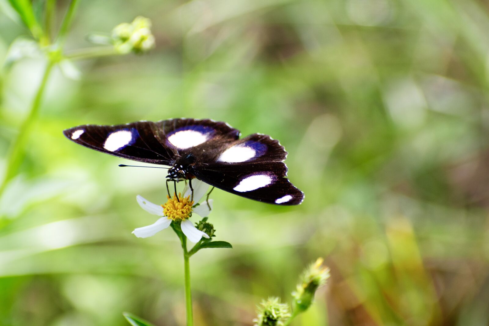 Nikon D7500 sample photo. Butterfly, insect, wings photography