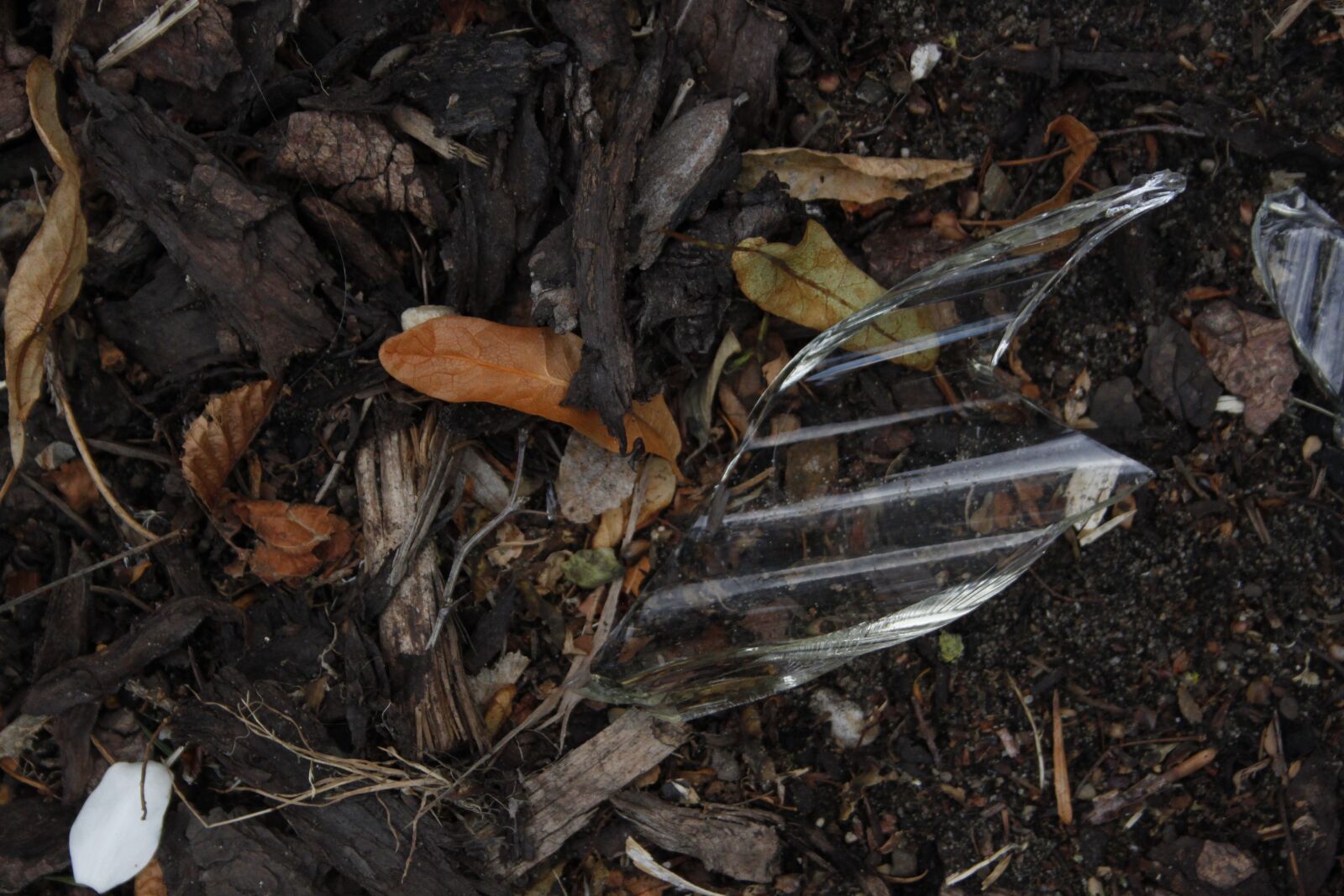 Canon EOS 500D (EOS Rebel T1i / EOS Kiss X3) sample photo. Broken glass, broken bottle photography