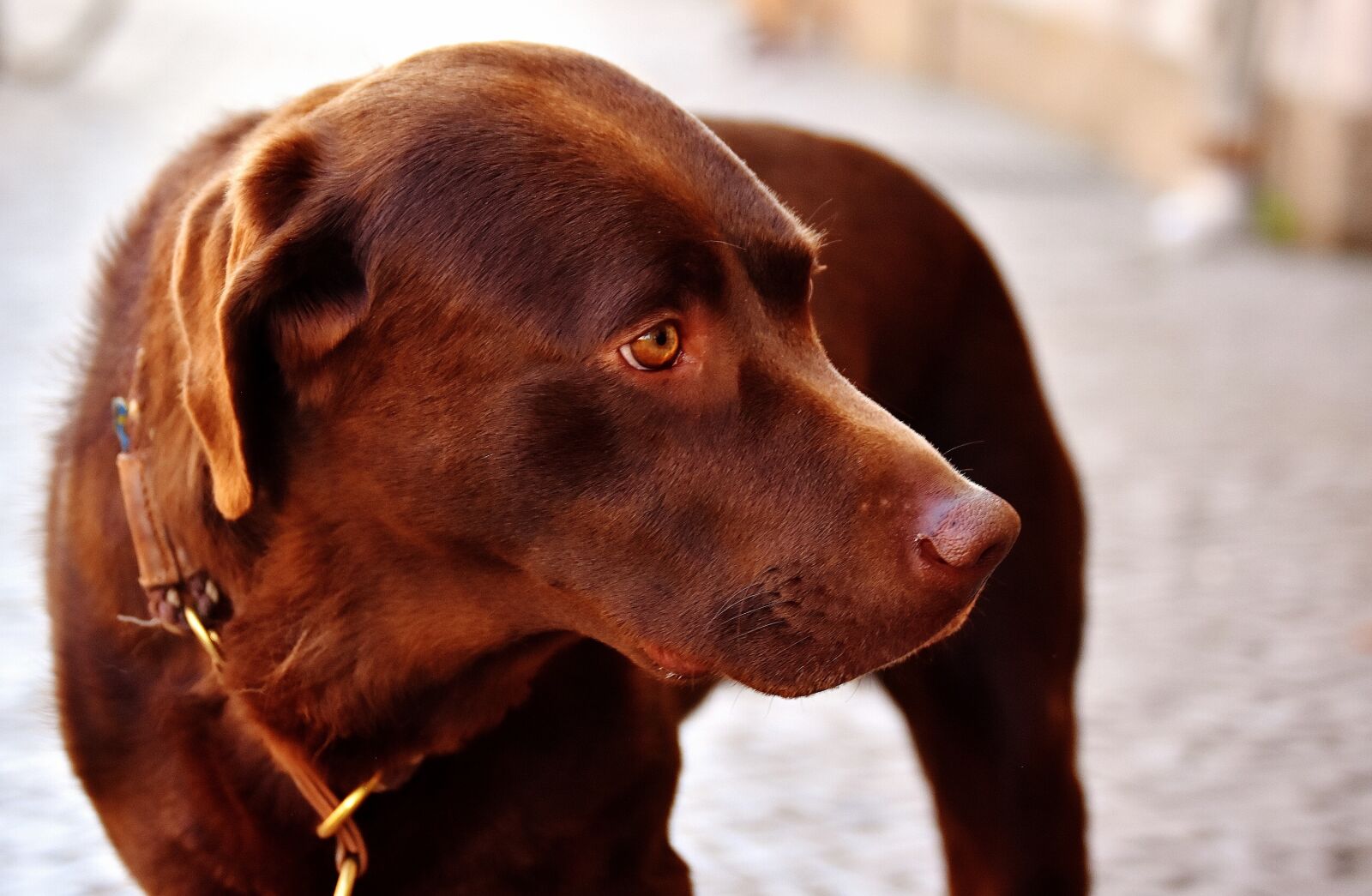Nikon D7200 sample photo. Dog, animal, pet photography