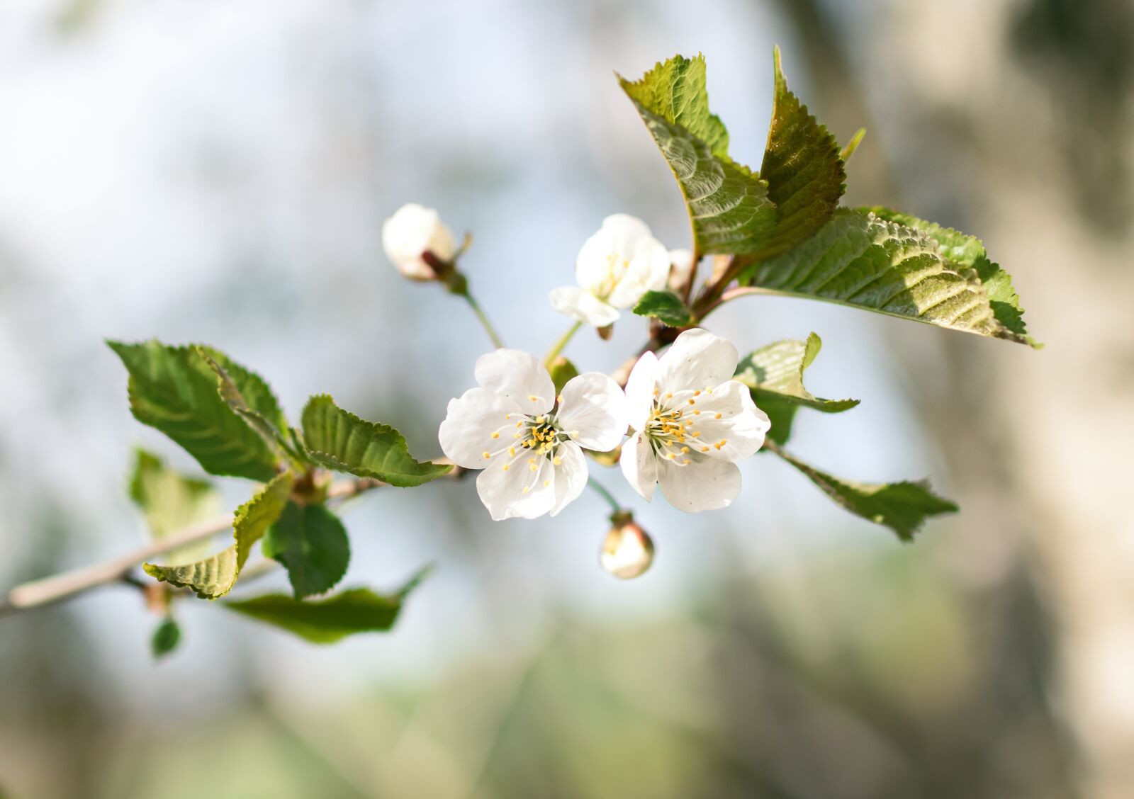 Canon EOS 77D (EOS 9000D / EOS 770D) sample photo. Flower, spring, bloom photography
