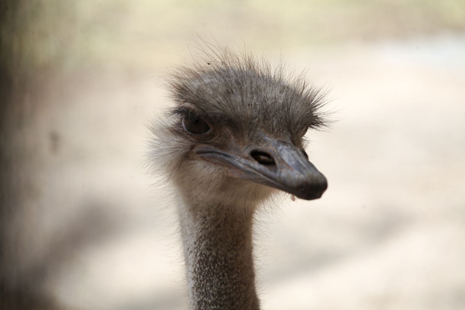 Canon EOS 5D Mark II sample photo. Africa, bird, bouquet photography