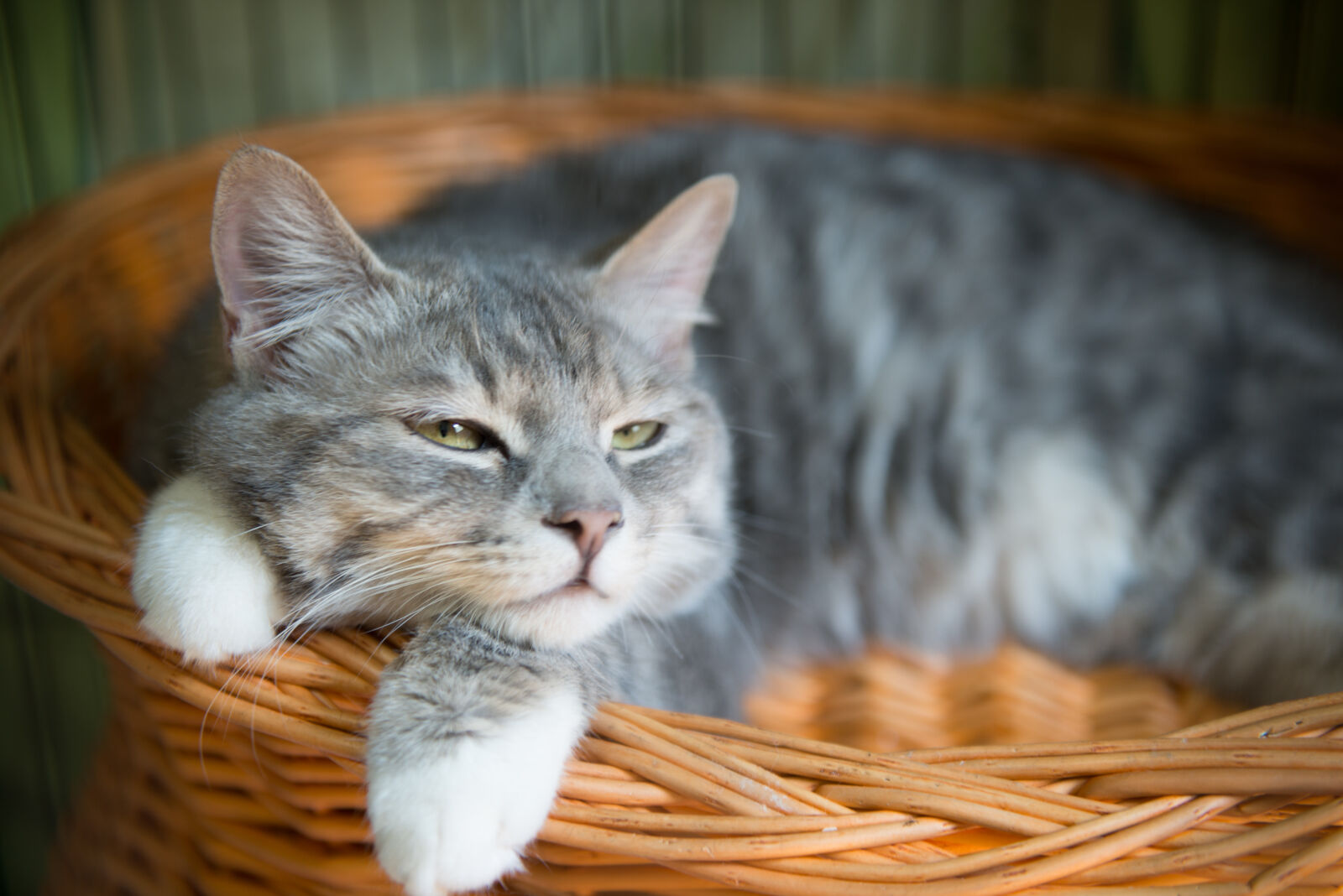 Nikon AF-S Nikkor 24-70mm F2.8G ED sample photo. Cat photography