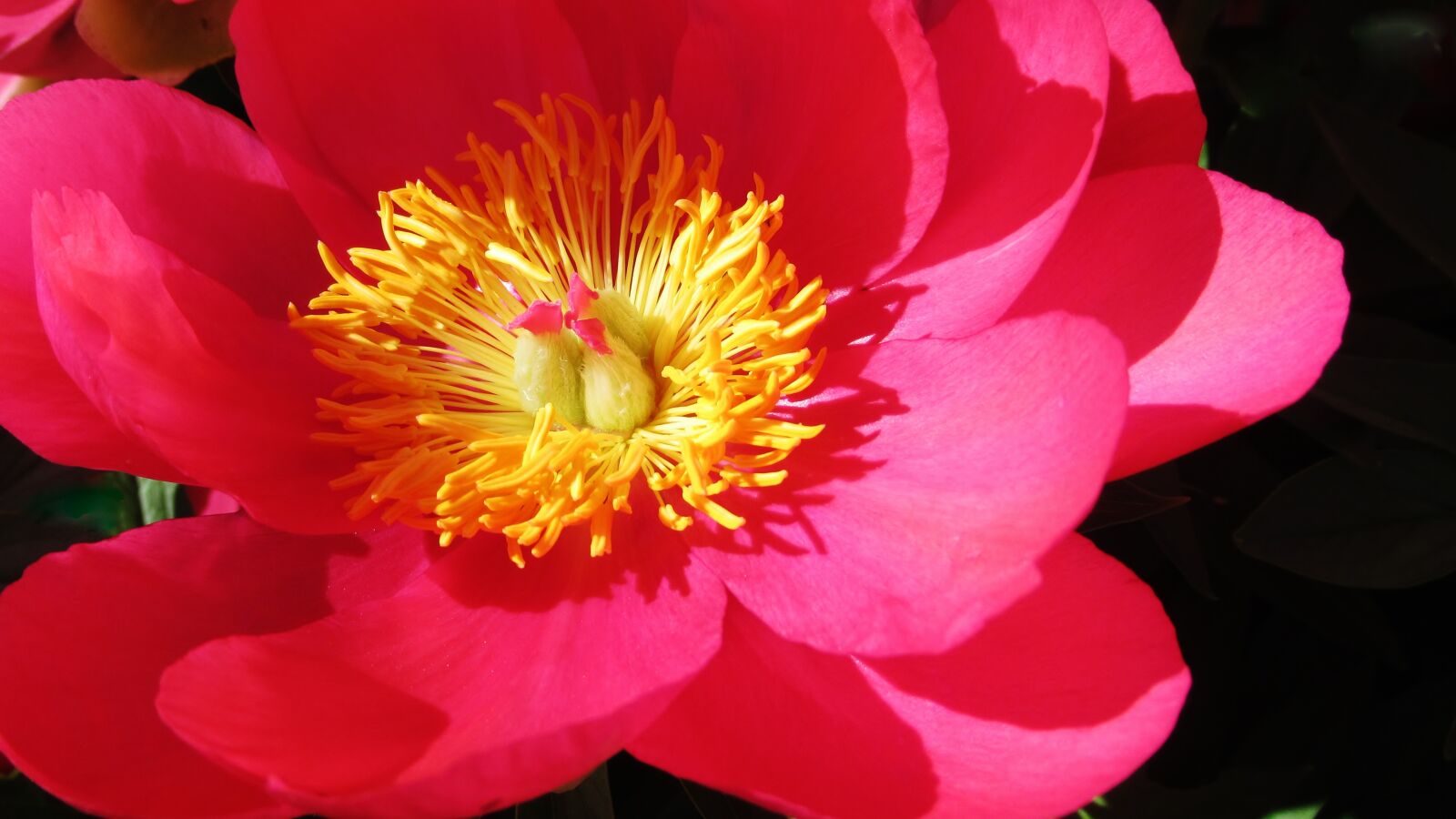 Canon PowerShot SX620 HS sample photo. Peony, flower, pink photography