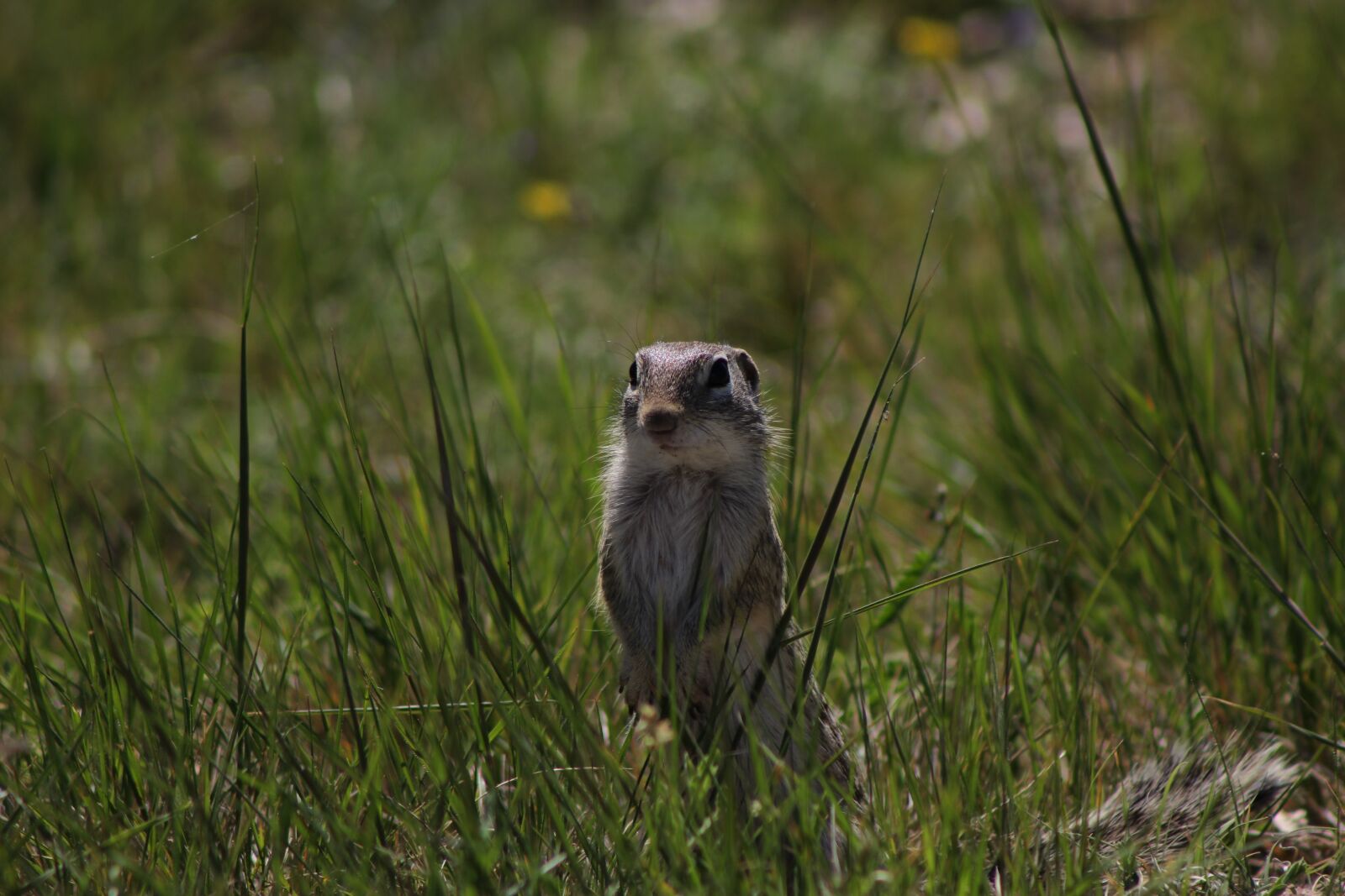 Canon EF 75-300mm f/4-5.6 sample photo. Chipmunk, animal, wild photography