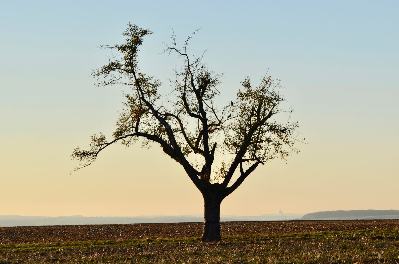 Nikon D5100 sample photo. Tree, arable, landscape photography