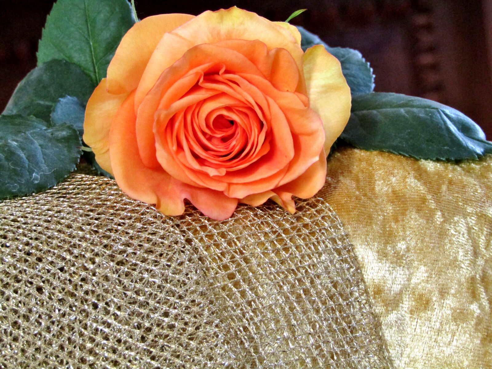 Canon POWERSHOT SX432 IS sample photo. Rose, orange, salmon color photography