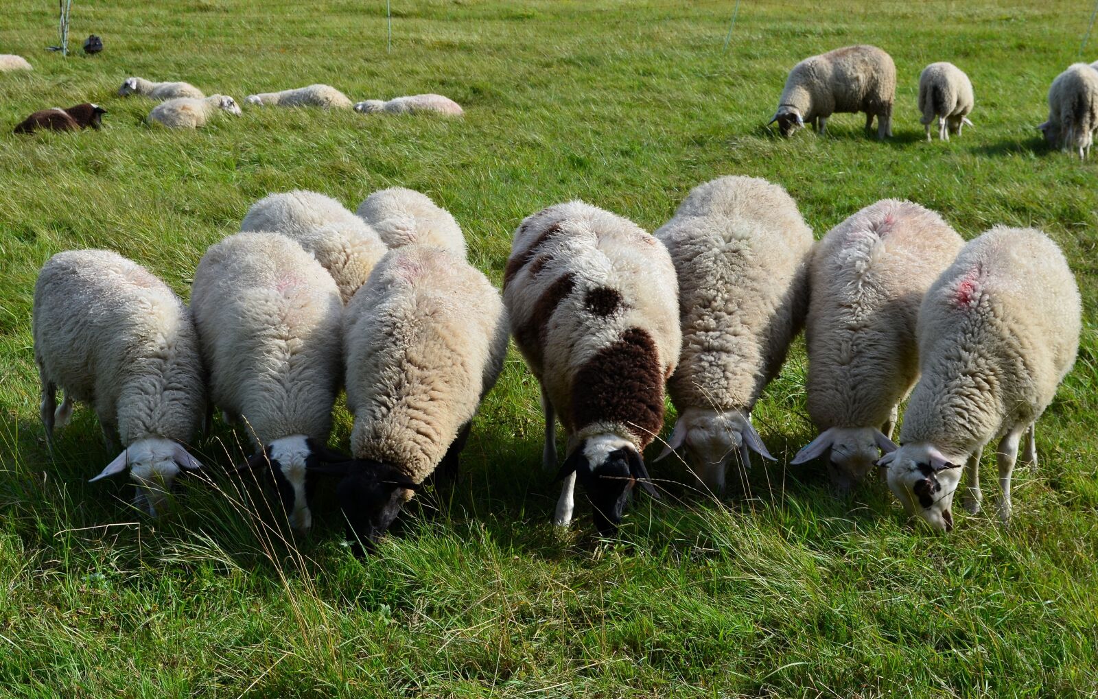 Nikon D5100 sample photo. Sheep, flock of sheep photography