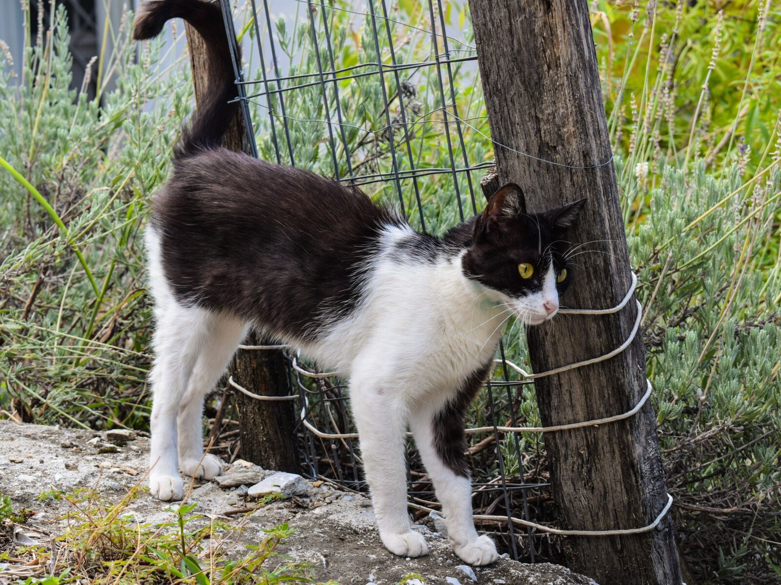 Nikon D3300 sample photo. Cat, stray, animal photography