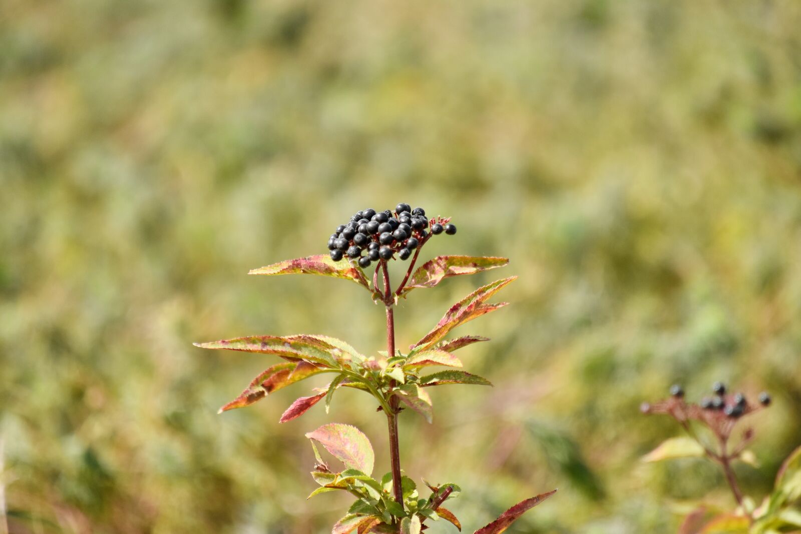 Nikon D5500 sample photo. Nature, plant, herb, insect photography
