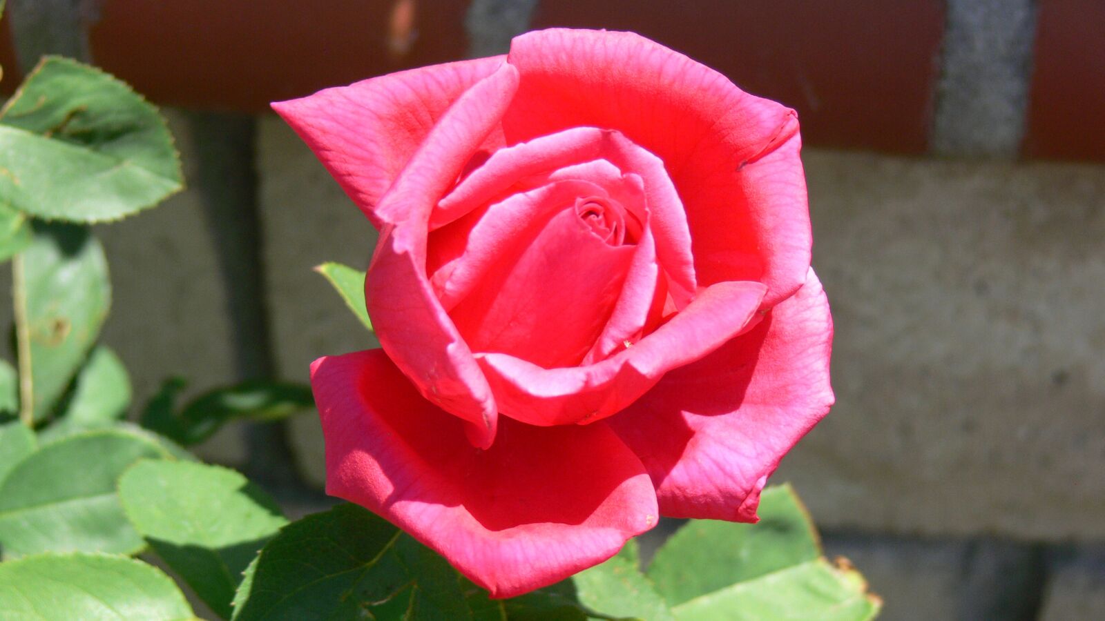Panasonic DMC-FZ30 sample photo. Rose, red, flower photography