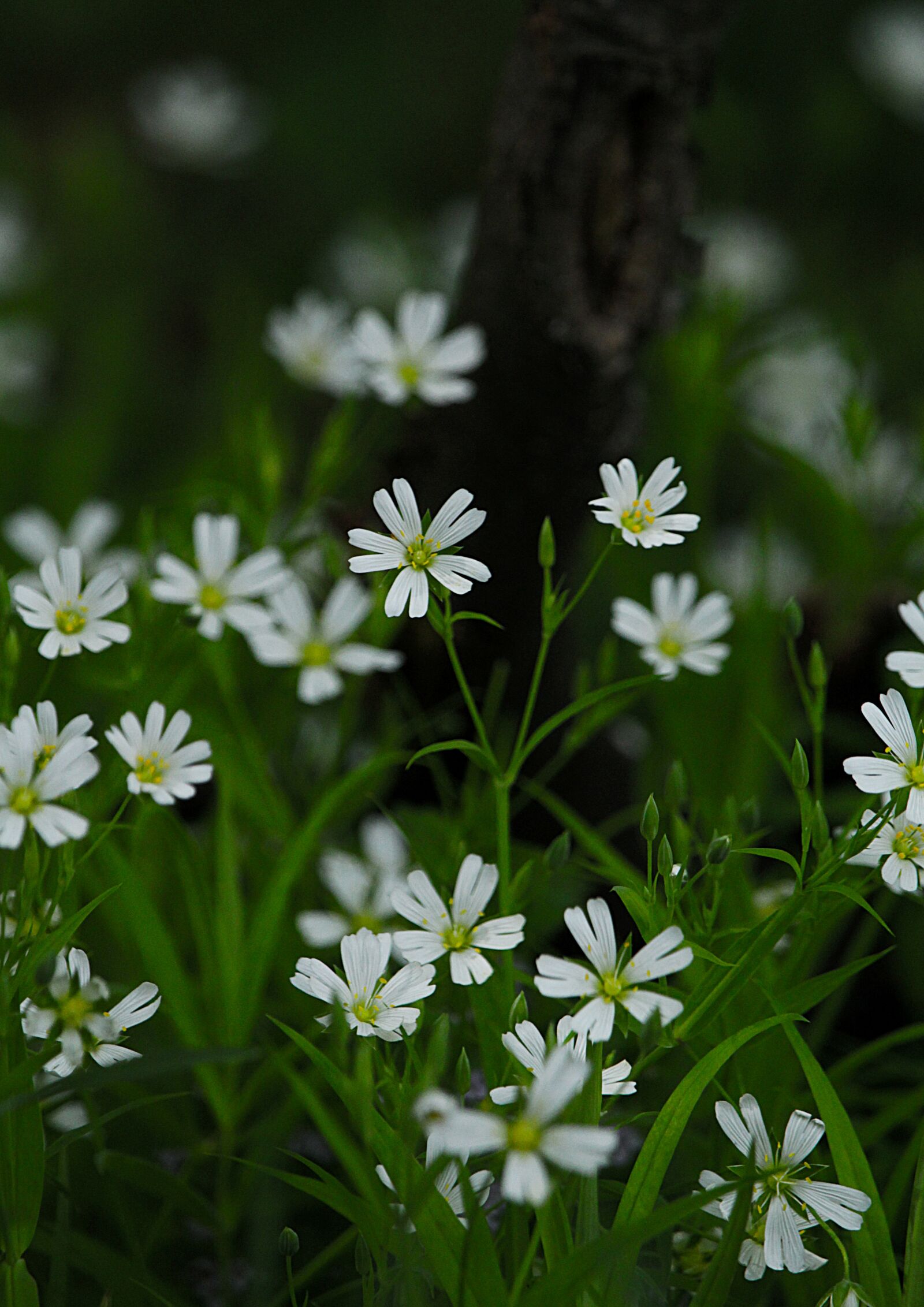 Canon EOS 1200D (EOS Rebel T5 / EOS Kiss X70 / EOS Hi) sample photo. Flowers, white flowers, beauty photography