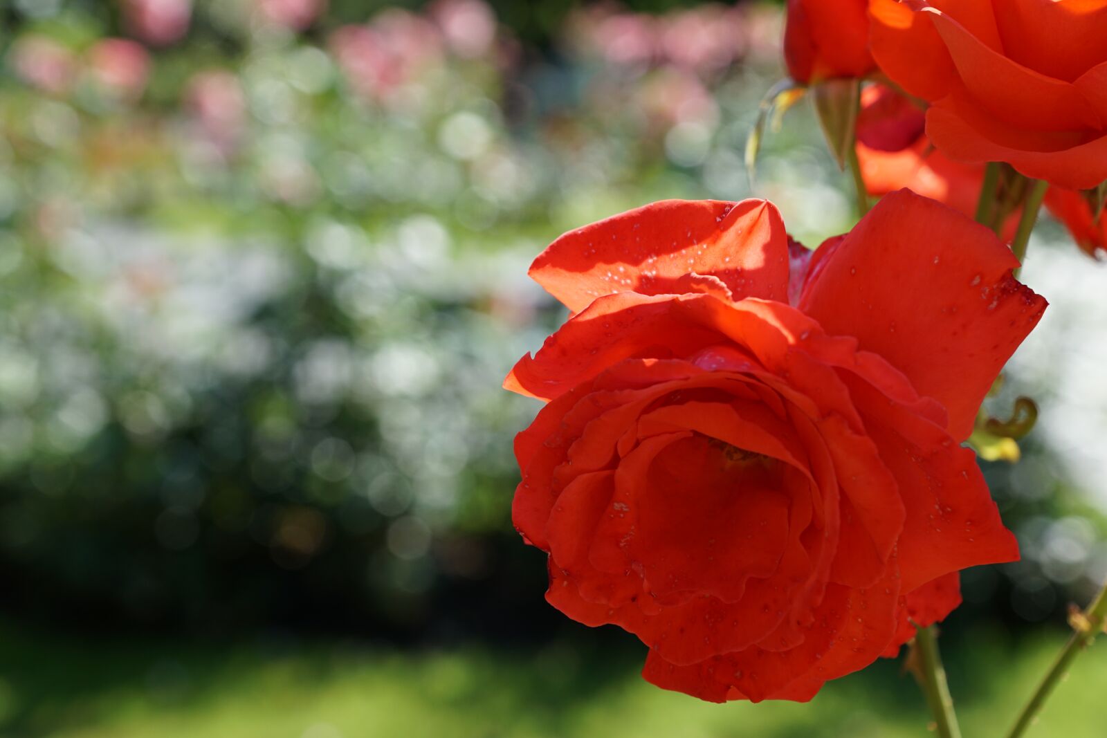 Sony DT 16-50mm F2.8 SSM sample photo. Rose, flower, plant photography