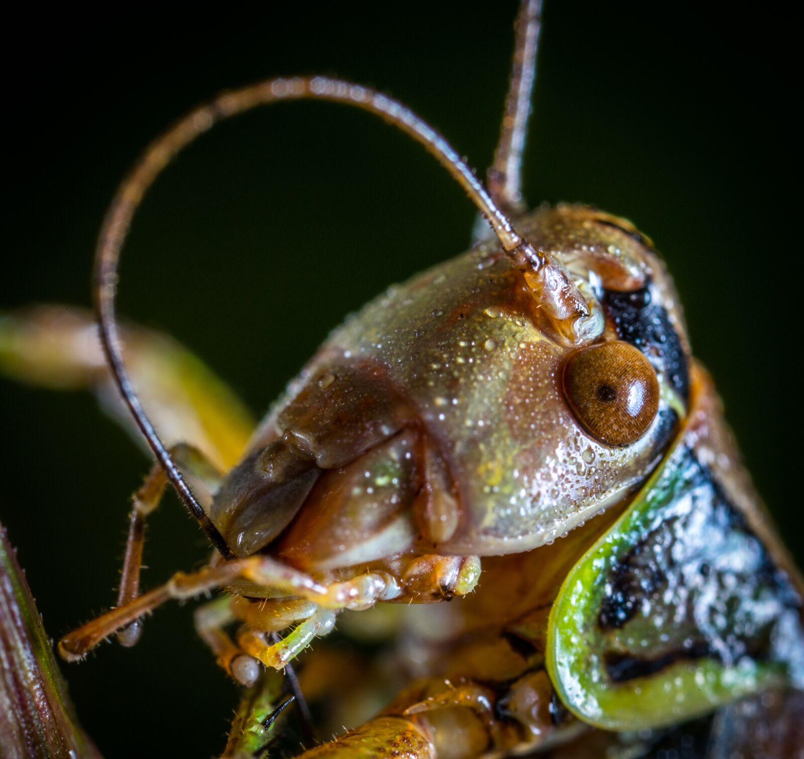 #124 65/2.8 sample photo. Living nature, nature, bespozvonochnoe photography