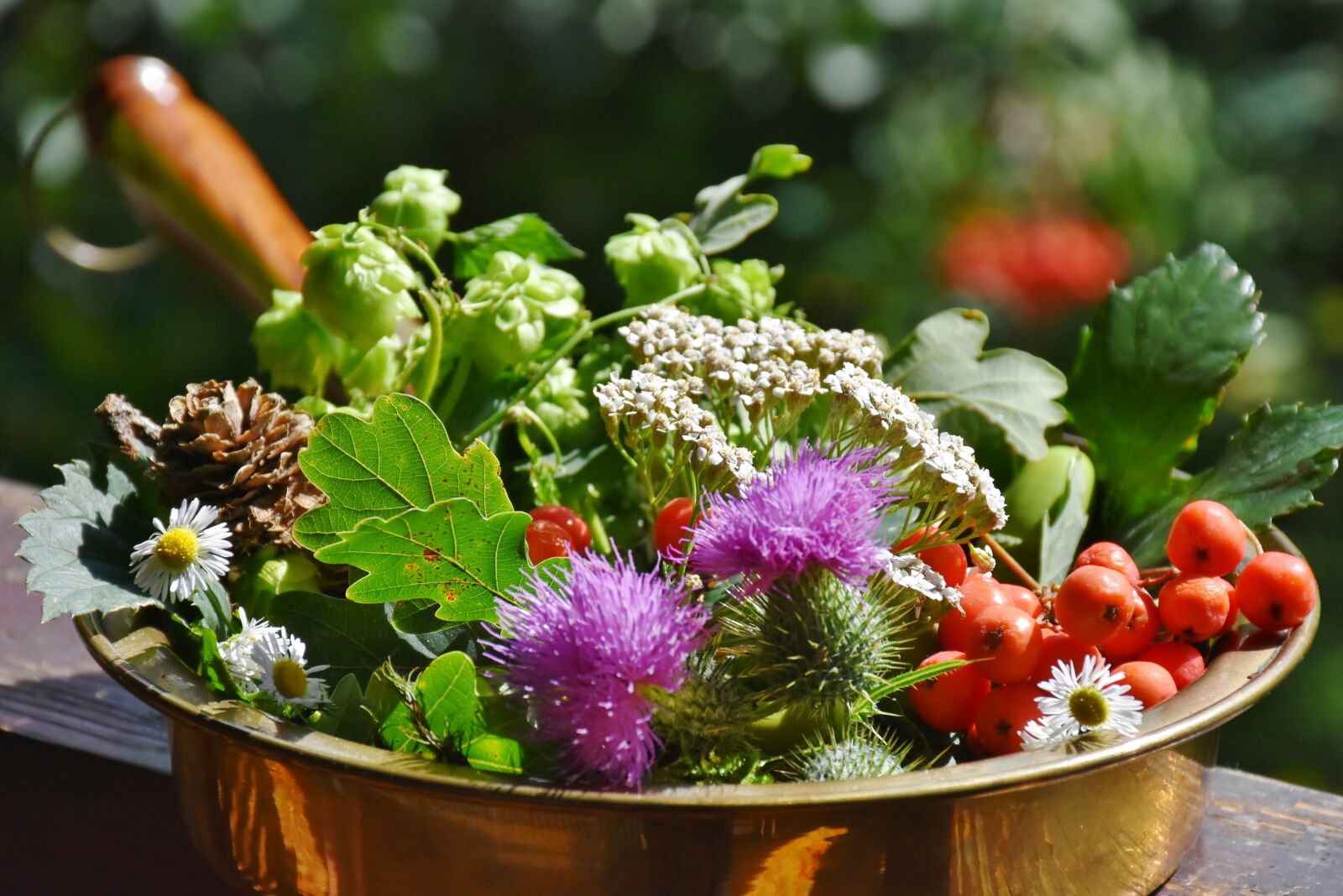Nikon D7200 sample photo. Nature, flowers, hops photography
